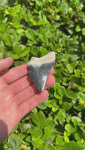 Load and play video in Gallery viewer, Partial Bone Valley Megalodon 2 7/16&quot;
