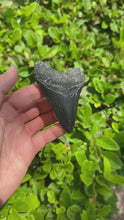 Load and play video in Gallery viewer, Black 3.5&quot; Megalodon Fossil
