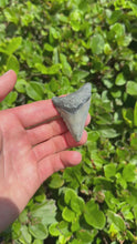 Load and play video in Gallery viewer, 2.25&quot; Megalodon Fossil

