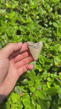 Load and play video in Gallery viewer, 2 3/16&quot; Megalodon Fossil
