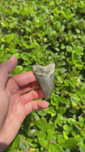Load and play video in Gallery viewer, 2 9/16&quot; Megalodon Fossil
