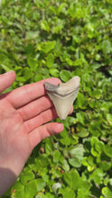 Load and play video in Gallery viewer, 2 5/16&quot; Tan Megalodon Fossil
