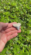 Load and play video in Gallery viewer, 2 5/8&quot; Pale Blue/White Megalodon Fossil
