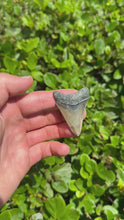 Load and play video in Gallery viewer, 2 1/16&quot; Megalodon Fossil
