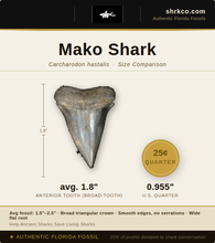 Load image into Gallery viewer, Mako Shark Marine Fossil Necklace
