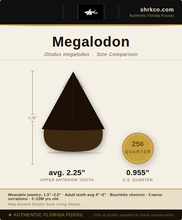 Load image into Gallery viewer, Megalodon Necklace
