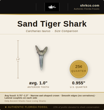 Load image into Gallery viewer, Sand Tiger Shark Marine Fossil Necklace
