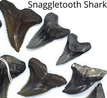 Load image into Gallery viewer, CUSTOM Shark Tooth Necklace: Choose Your Favorite
