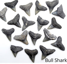 Load image into Gallery viewer, CUSTOM Shark Fossil Necklace: Choose Your Favorite
