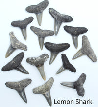 Load image into Gallery viewer, CUSTOM Shark Tooth Necklace: Choose Your Favorite
