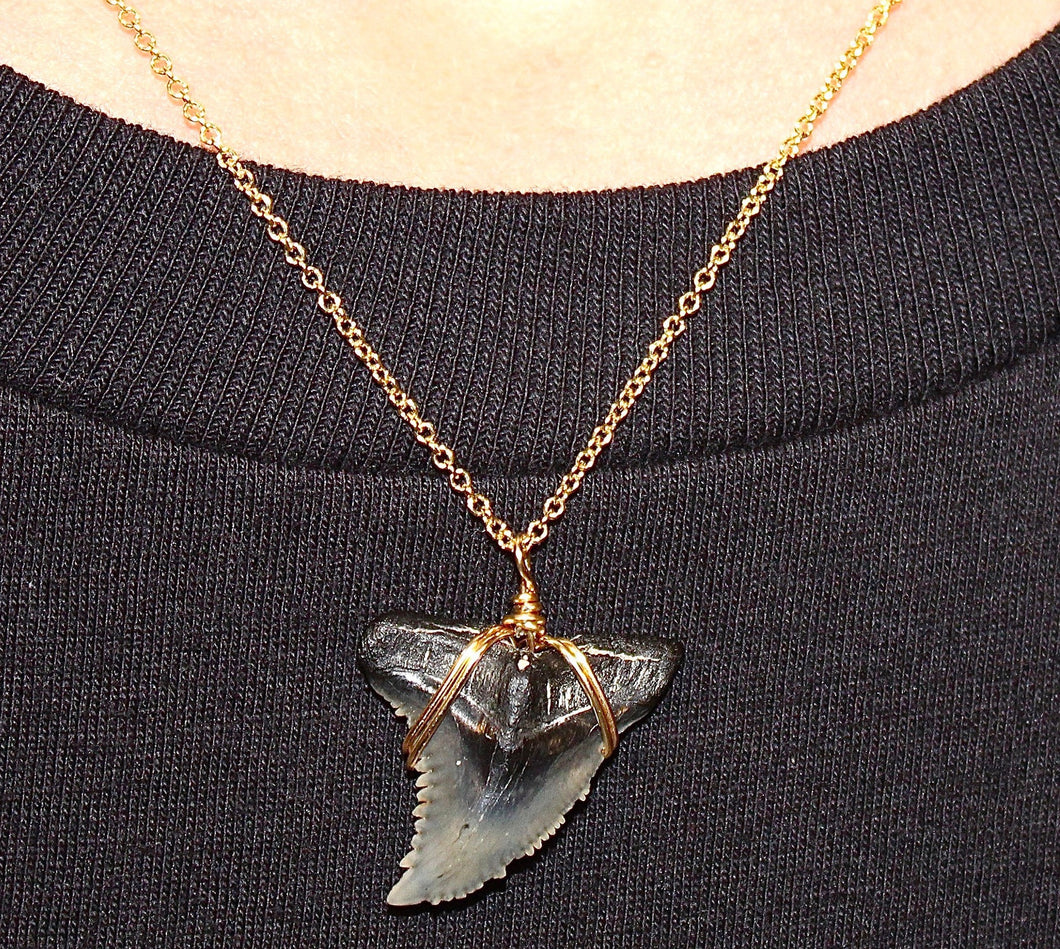 Fine Snaggletooth Shark Fossil Necklace: 14kt Gold or Sterling Silver