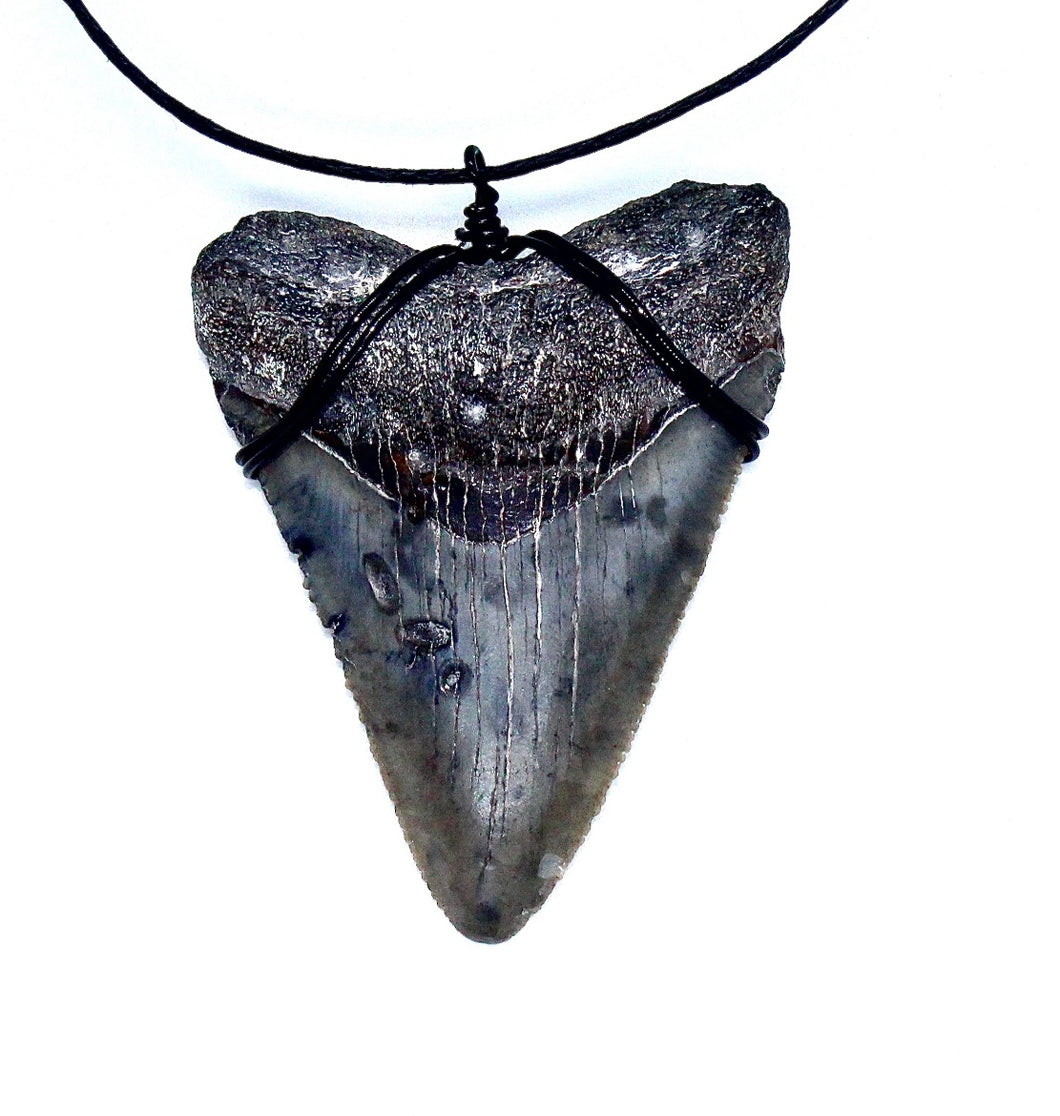 Megalodon Necklace