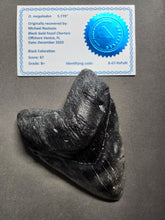 Load image into Gallery viewer, Authenticated and Genuine grading and rating for Megalodons
