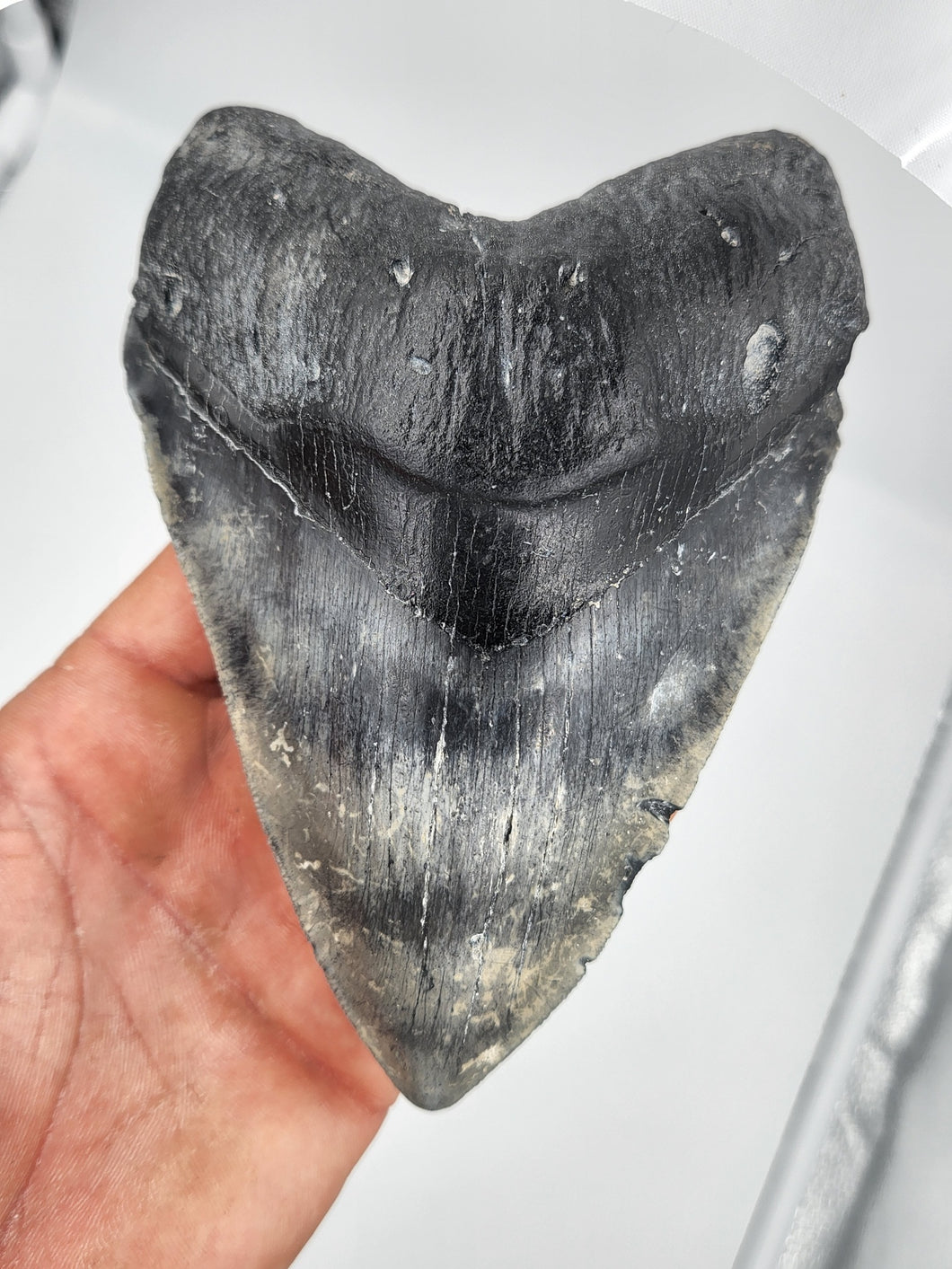 Massive Megalodon Shark Fossil for Sale. Nearly six inches long found scuba diving in Venice, Florida with amazing quality