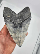 Load image into Gallery viewer, FAMOUS 5.7&quot; Megalodon Fossil
