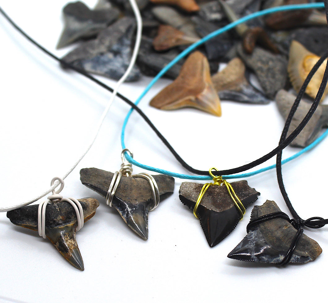 Rare Coloration Shark Fossil Necklace