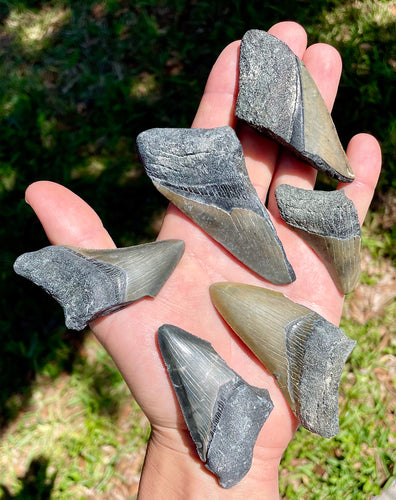 Broken Megalodon shark teeth found fossil hunting in wild Florida by scuba diving and digging. From the Miocene epoch 2-15 million years old. These giant shark fossils are all that was left from the largest predator to ever live on Earth.
