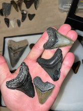 Load image into Gallery viewer, Bare Megalodon Fossils (New Additions Weekly)
